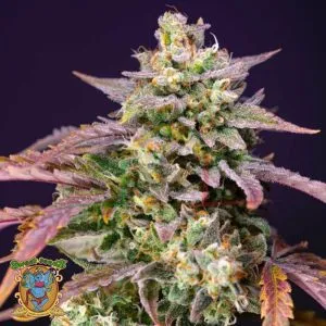 Purple Punch OG XL Auto - Sweet Seeds
