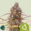 Purple Queen Automatic - Royal Queen Seeds