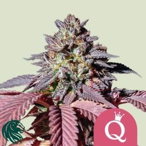 Purple Queen - Royal Queen Seeds