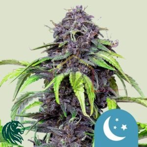 Purplematic CBD - Royal Queen Seeds