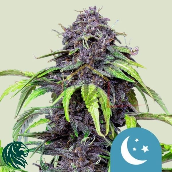 Purplematic CBD - Royal Queen Seeds
