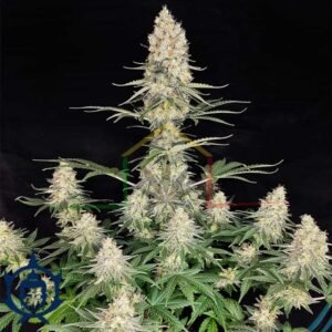 BUDDHA QUASAR