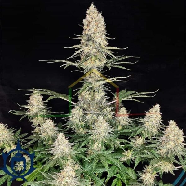 BUDDHA QUASAR