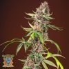 Red Mandarine Fast Version - Sweet Seeds