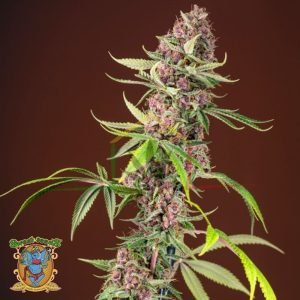 Red Mandarine Fast Version - Sweet Seeds