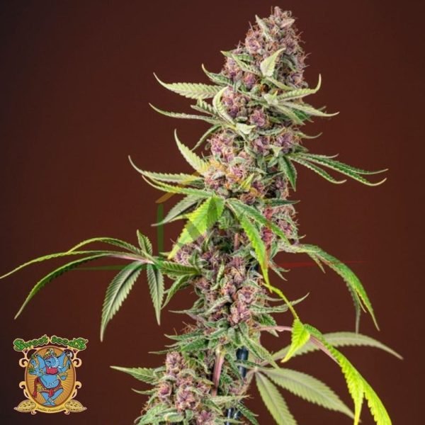 Red Mandarine Fast Version - Sweet Seeds