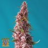 Red Pure Auto CBD - Sweet Seeds