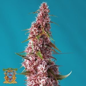 Red Pure Auto CBD de Sweet Seeds