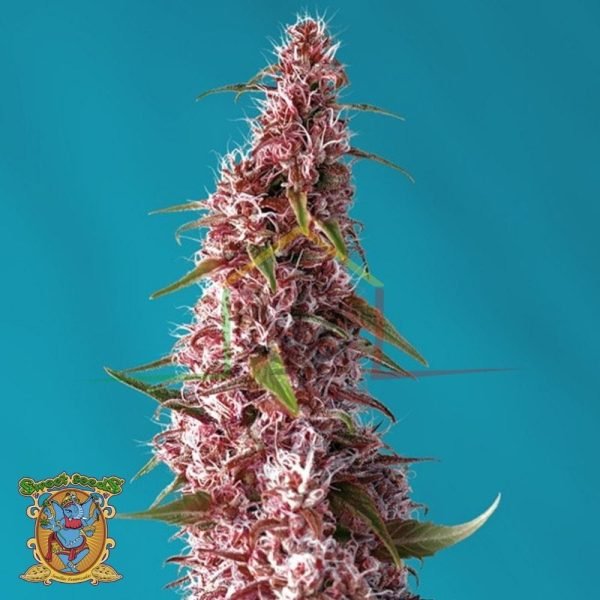 Red Pure Auto CBD de Sweet Seeds