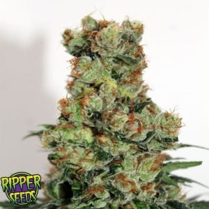 Ripper BadAzz - Ripper Seeds