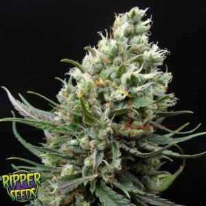 Ripper Haze - Ripper Seeds