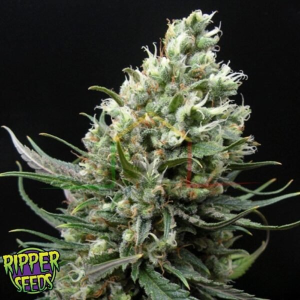 Ripper Haze - Ripper Seeds