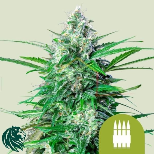 Royal AK Auto - Royal Queen Seeds