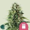 Royal AK - Royal Queen Seeds