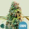 Royal CBDV Auto - Royal Queen Seeds