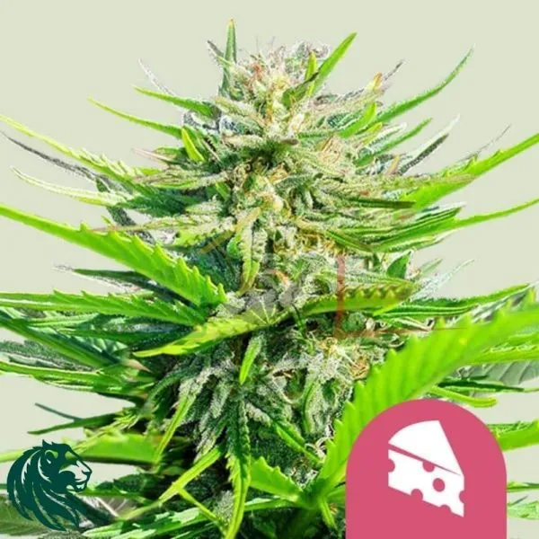 Royal Cheese Fast Flowering - Royal Queen Seeds