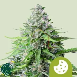 Royal Cookies Automatic - Royal Queen Seeds