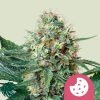 Royal Cookies - Royal Queen Seeds