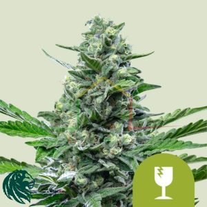 Royal Critical Auto - Royal Queen Seeds