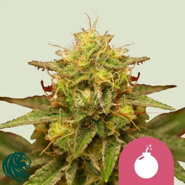 Royal Domina - Royal Queen Seeds