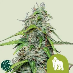 Royal Gorilla Automatic - Royal Queen Seeds