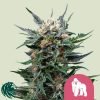 Royal Gorilla - Royal Queen Seeds