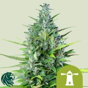Royal Haze Auto - Royal Queen Seeds