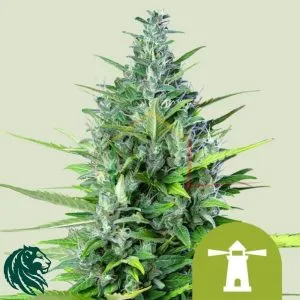 Royal Haze Auto - Royal Queen Seeds