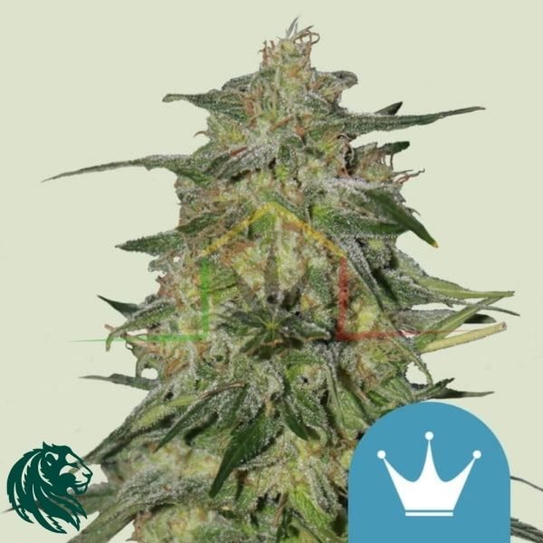 Royal Highness CBD - Royal Queen Seeds