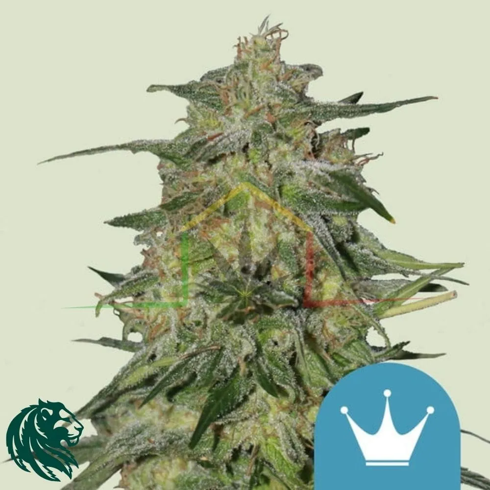 Royal Highness CBD - Royal Queen Seeds
