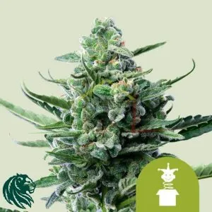 Royal Jack Automatic - Royal Queen Seeds
