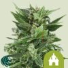 Royal Kush Automatic - Royal Queen Seeds