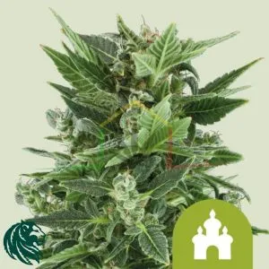 Royal Kush Automatic - Royal Queen Seeds