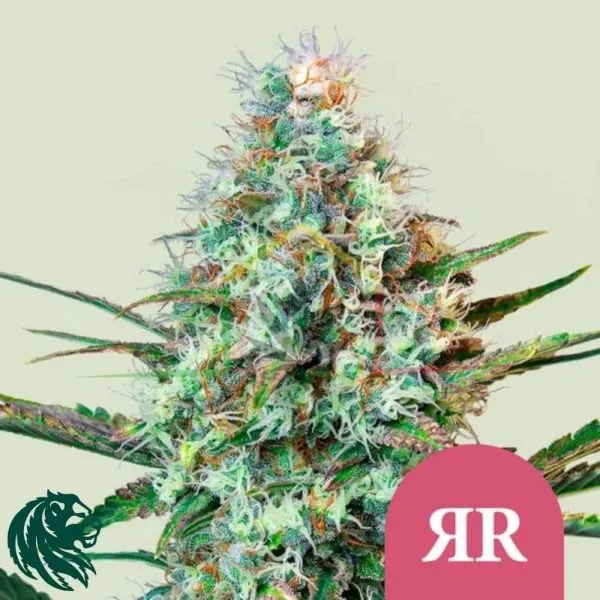 Royal Runtz - Royal Queen Seeds
