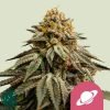 Royal Skywalker - Royal Queen Seeds
