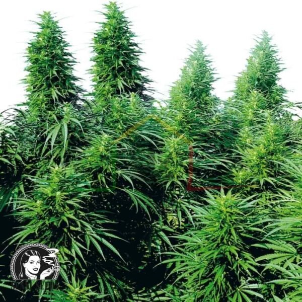 Rudelaris Skunk regular - Sensi Seeds