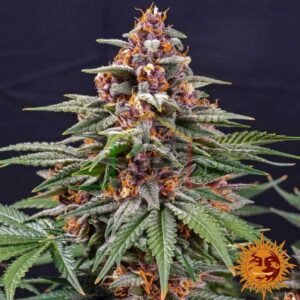 Runtz Auto - Barney's Farm