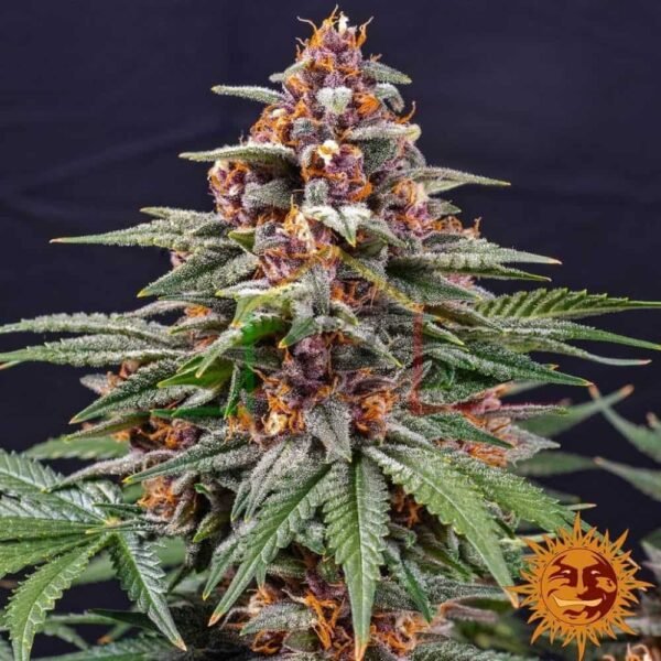 Runtz Auto - Barney's Farm