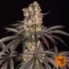 Runtz Muffin - Barney's Farm