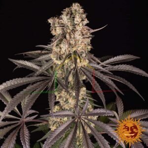 Runtz Muffin - Barney's Farm