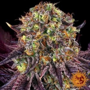 Runtz x Layer Cake - Barney's Farm