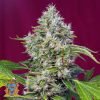 San Fernando Lemon Kush - Sweet Seeds