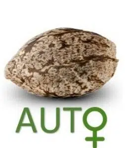 SEMILLAS AUTOFLORECIENTES