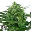 Sensi Amnesia - Sensi Seeds
