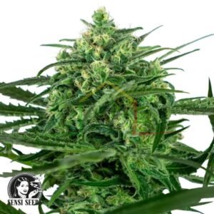 Sensi Amnesia - Sensi Seeds