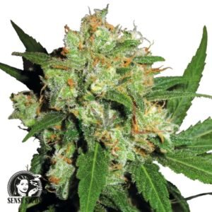 Sensi Skunk regular - Sensi Seeds