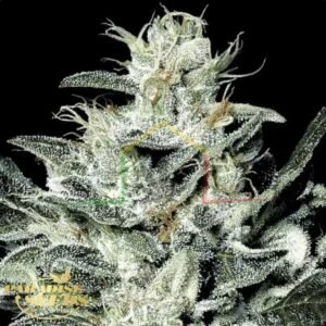 Sensi Star - Paradise Seeds