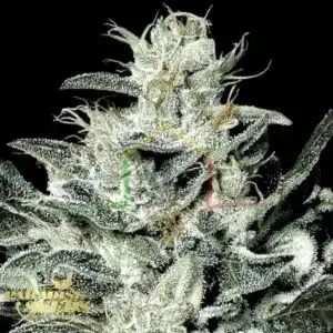 Sensi Star - Paradise Seeds