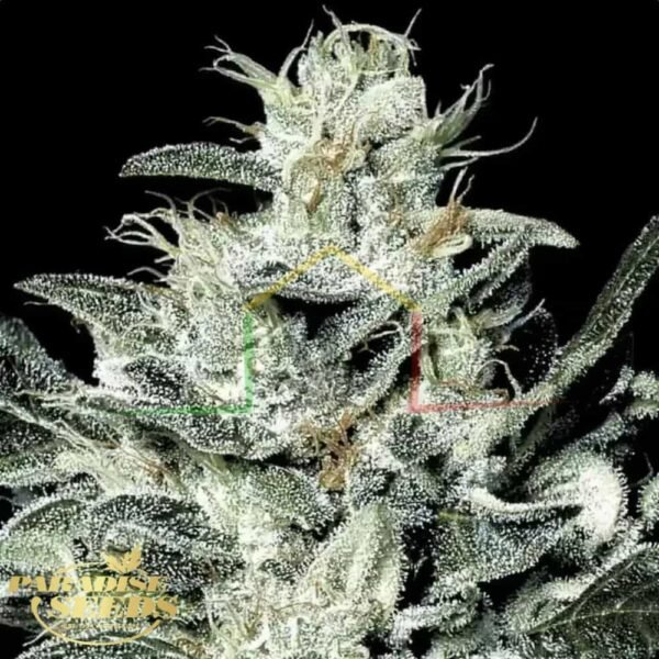Sensi Star - Paradise Seeds