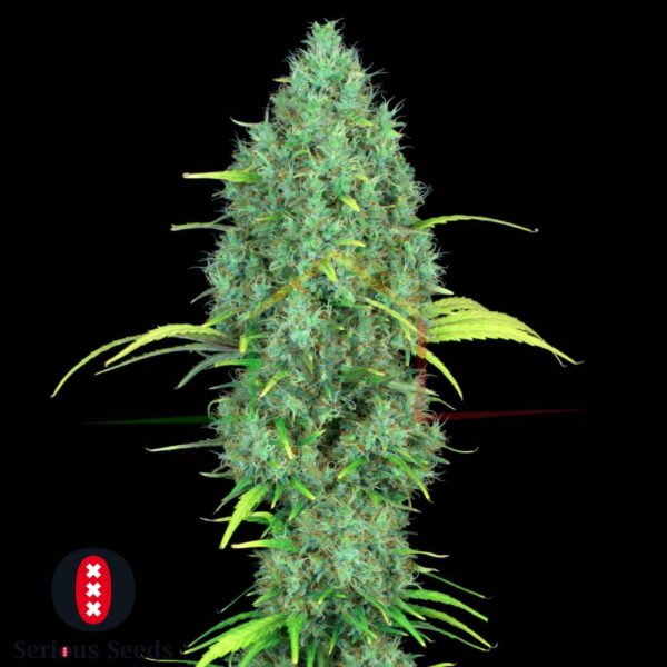 Serious 6 - Serious Seeds